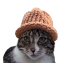 Catwifhat