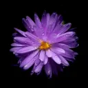 The Only Blooming Astrid - An Arctous RP