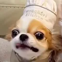 這裡有莓女