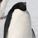 Antarctic