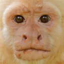 CAPUCHIN CHASERS
