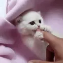 Чилл Сервер Wisckass