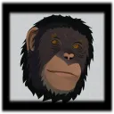 Chimp Memory