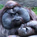 Mike (the bad monkey)
