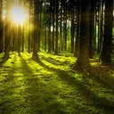 音楽と言葉の森 -Hideaway in the Forest where birds twittering-