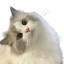 babacord