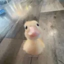 ✧. Cadey's Duck Army  *.