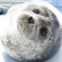 Tokkari  🦭 Discord server icon