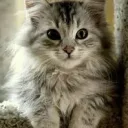 Ktieh Of The Shlur Discord server icon