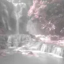/Carnation