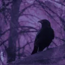 Nocturne Garden