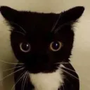 A server for testing's icon