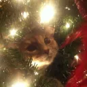 *ೃ༄𝙛𝙧𝙤𝙨𝙩𝙞𝙩𝙪𝙙𝙚 𝙛𝙚𝙨𝙩𝙞𝙫𝙖𝙡.ೃ࿐'s icon