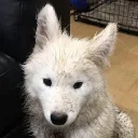 Floor Dog’s den