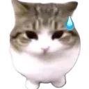 Elia's server