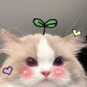 Cuties vault
