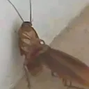 Cockroach Rule34 Official Discord