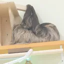 密林