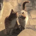 𝕭𝖗𝖔𝖔𝖐𝖘𝖎𝖉𝖊 𝕳𝖎𝖌𝖍 🩸 discord icon