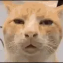 ウグイス探検隊