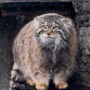 Мануловская Экклесия