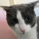 Soggy cat every hour hangout. discord icon