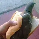 Honkers munchers!!