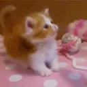 Mari's Kitty Corner ༉‧₊˚.