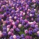 hya's botanical garden Discord Server