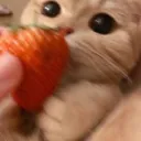 ☆Kittens☆