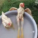 Gallina`S
