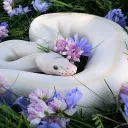 truscum (18+) Discord Server