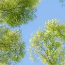 Anakin's server Discord server icon