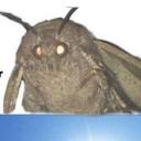 the moth Discord Server