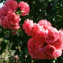 The Rose Garden