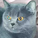 АРХИВ | BLUE CAT