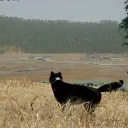 Silly Pup Raisers (WQAE)