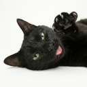 Discovery icon for Papuchos Discord server