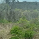 Grasscon