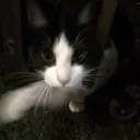 먀옭