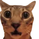 Krissy's shitfest server