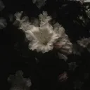 𝐌𝐨𝐨𝐧𝐥𝐢𝐠𝐡𝐭࣪ ִֶָ☾.