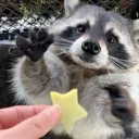 ♪ 𝑅𝒶𝒸𝒸𝑜𝑜𝓃 𝒽𝒶𝓋𝑒𝓃 ♪