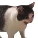 c𐑾ᧉam         ృ          ₍ᐢ˃̣̣̥ᴖ˂̣̣̥ᐢ₎
