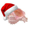 ⋆｡𖦹 °.🐚⋆❀˖° Discord Server