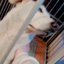 わんぼ