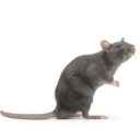 Rodents V2 Discord server icon