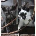 MyApp Discord server icon