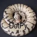 Dotpy.pl