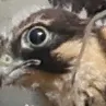 Natuurfotografie
